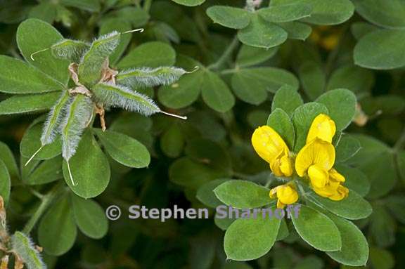 genista monspessulana 3 graphic